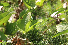 Echinodorus grandiflorus