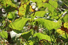 Echinodorus grandiflorus