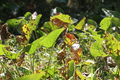 Echinodorus grandiflorus