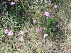 Allium roseum roseum