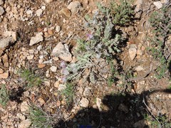 Teucrium gnaphalodes