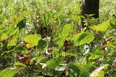 Echinodorus grandiflorus