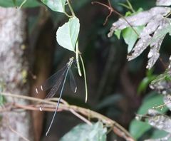 Mecistogaster amalia