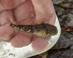 Myoxocephalus aenaeus