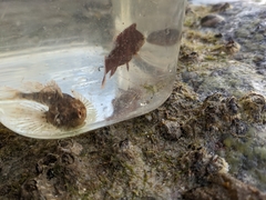 Myoxocephalus aenaeus