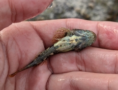 Myoxocephalus aenaeus