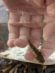 Myoxocephalus aenaeus