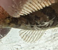 Myoxocephalus aenaeus