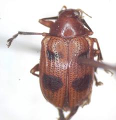 Chalcophana mutabilis