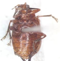 Chalcophana mutabilis