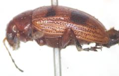 Chalcophana mutabilis