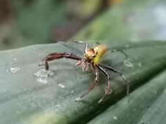 Epeus sumatranus