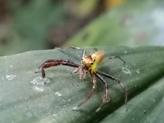 Epeus sumatranus