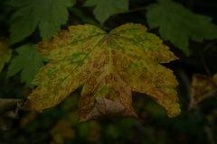 Cristulariella depraedans