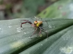 Epeus sumatranus