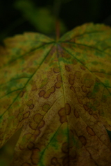Cristulariella depraedans