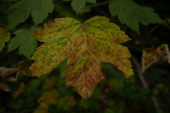 Cristulariella depraedans