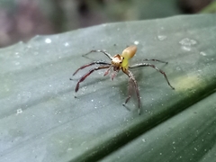 Epeus sumatranus