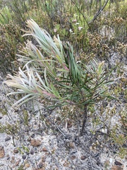 Protea pudens