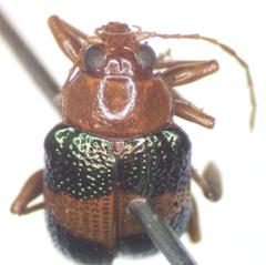 Chalcophana cincta