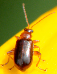Luperaltica nigripalpis