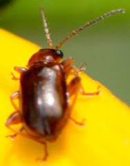 Luperaltica nigripalpis