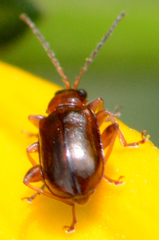 Luperaltica nigripalpis