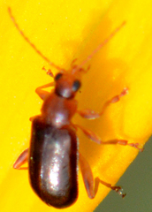 Luperaltica nigripalpis