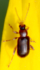 Luperaltica nigripalpis