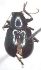 Typophorus nigritus chalceus
