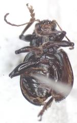 Typophorus nigritus chalceus