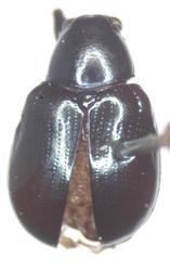 Typophorus nigritus chalceus