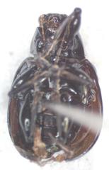 Typophorus nigritus chalceus