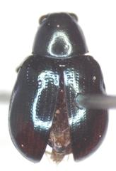 Typophorus nigritus chalceus