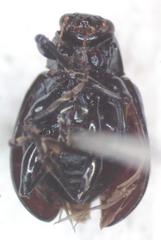 Typophorus nigritus chalceus