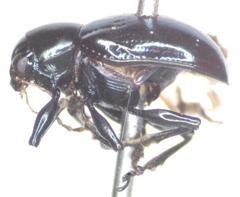 Typophorus nigritus chalceus