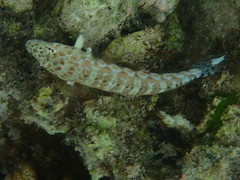 Parapercis millepunctata