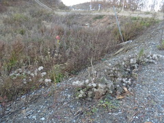 Clematis serratifolia