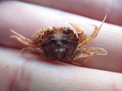 Nectocarcinus antarcticus