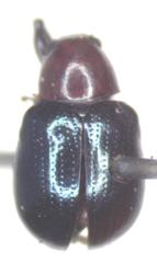 Typophorus mexicanus