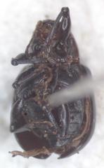 Typophorus mexicanus