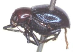 Typophorus mexicanus