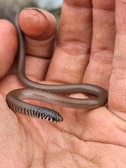 Delma australis