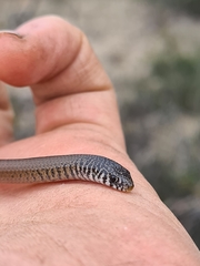 Delma australis