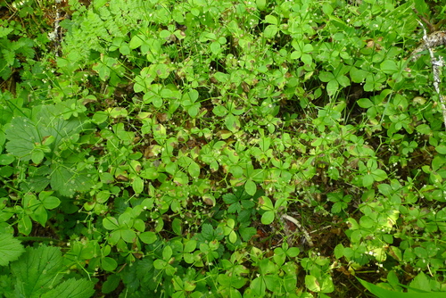 Galium kamtschaticum iNat (1)