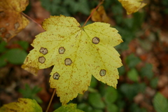 Cristulariella depraedans