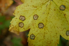Cristulariella depraedans