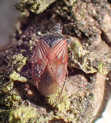 Melanocoris nigricornis
