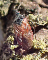 Melanocoris nigricornis