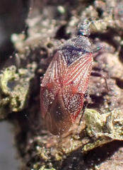 Melanocoris nigricornis